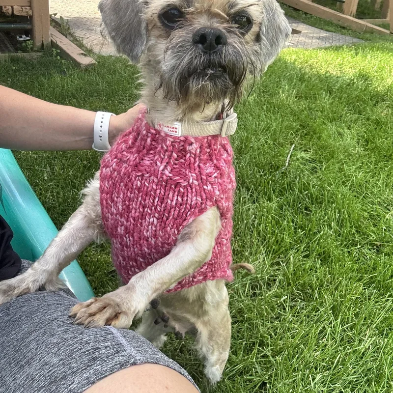 An adult small-sized female Shih Tzu dog named Panini for adoption in Gainesville, VA