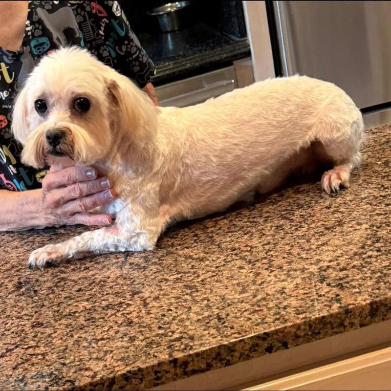 A senior small-sized male White / Cream Maltese dog named Larry for adoption in Alexandria, VA