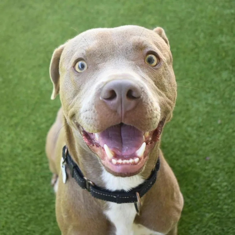 A young medium-sized male Weimaraner dog named Gunter for adoption in Saint Petersburg, FL