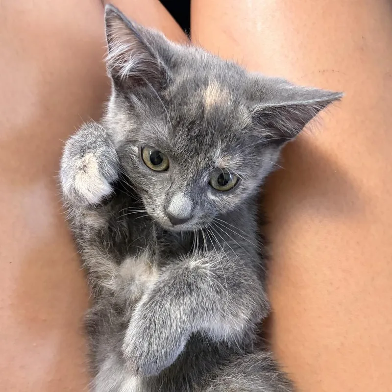 A baby small-sized female Tortoiseshell Domestic Short Hair cat named Spots for adoption in Long Beach, CA