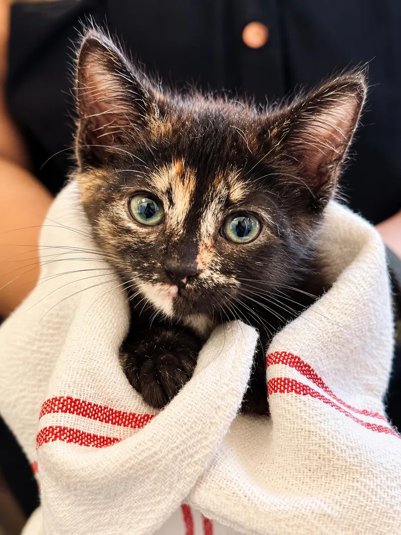 A baby small-sized female Domestic Short Hair cat named Millie for adoption in Long Beach, CA