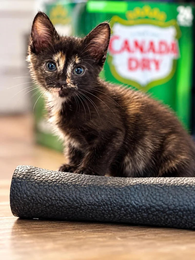 Millie thumbnail 3
