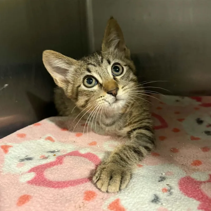 A baby small-sized male Tabby (Brown / Chocolate) Tabby cat named Warrick for adoption in Antioch, CA