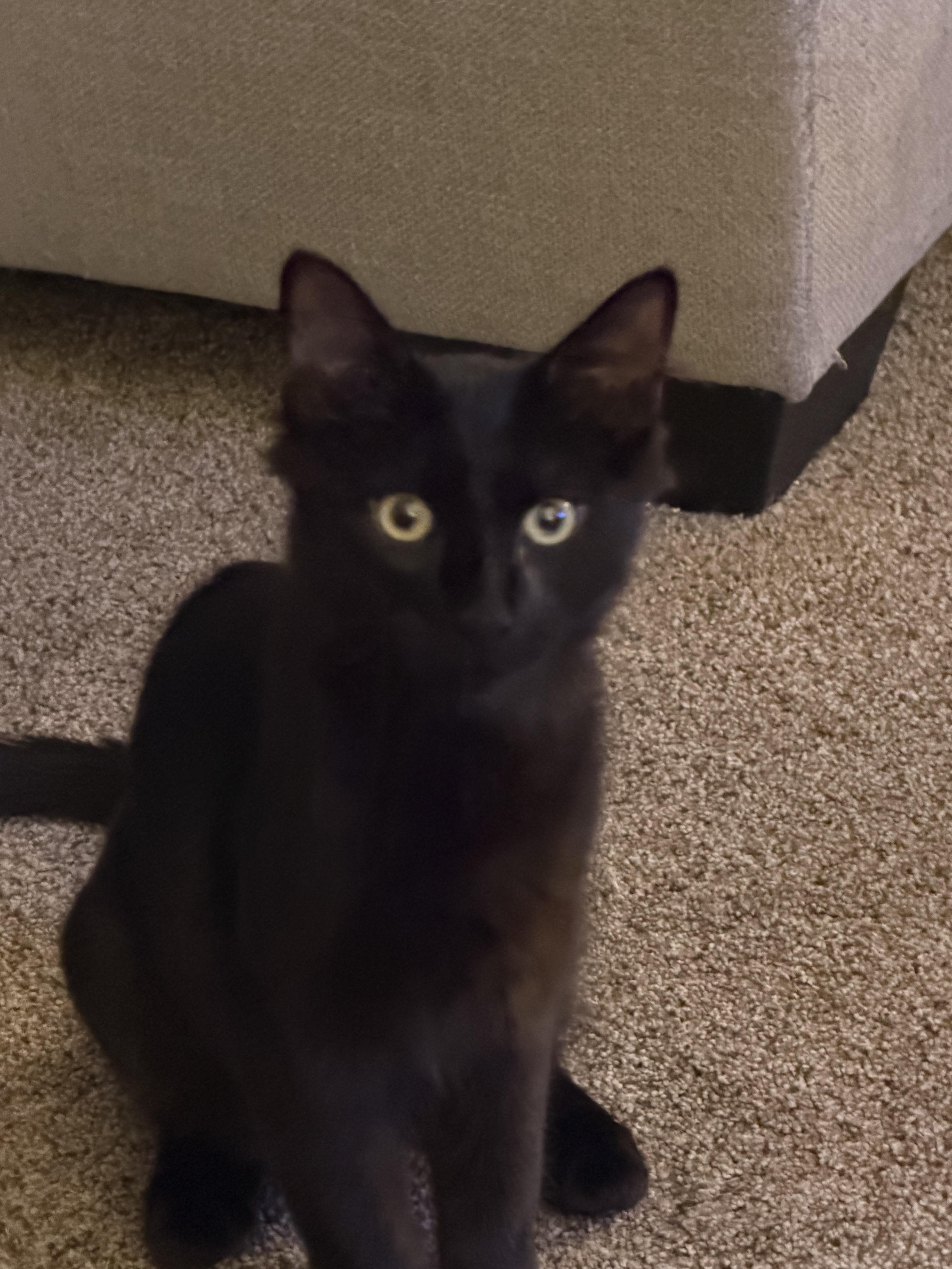 A baby small-sized male Domestic Short Hair cat named Abraham for adoption in Lockport, IL