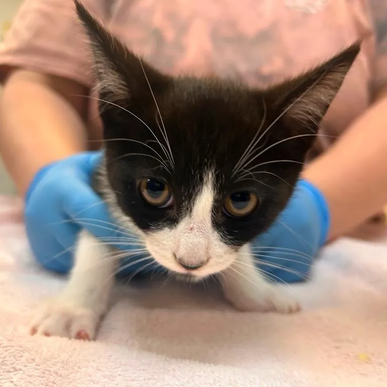 A baby small-sized male Domestic Short Hair cat named Agave for adoption in Woodinville, WA