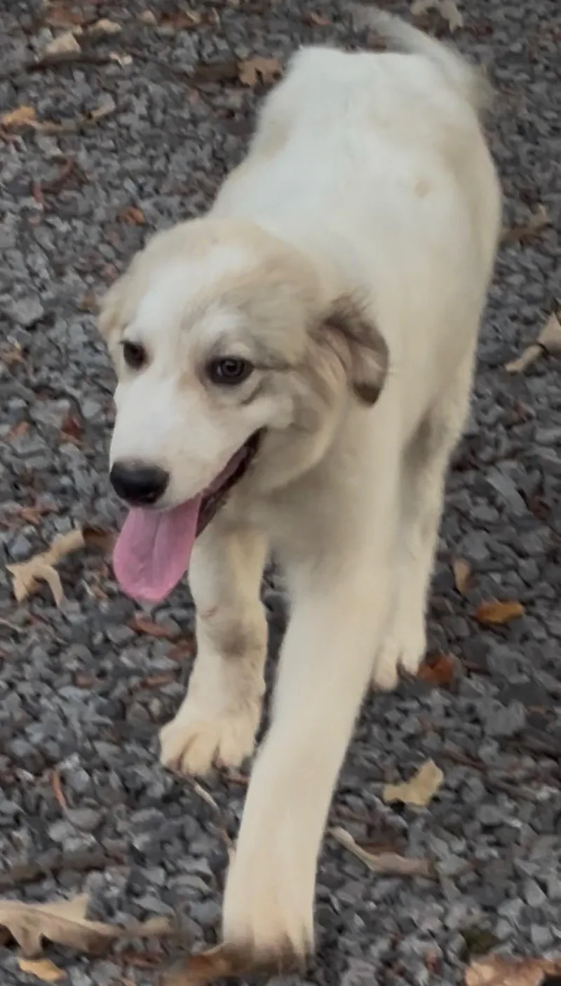 A baby large-sized female Great Pyrenees dog named Aspen for adoption in Zimmerman, MN