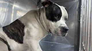A young medium-sized male Mixed Breed dog named Dozer for adoption in Dallas, TX