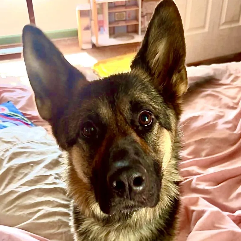 Bella