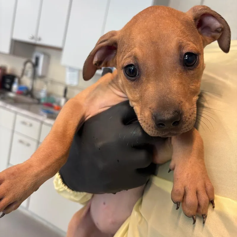 A baby small-sized female Brown / Chocolate Mixed Breed dog named Mollie for adoption in Huntington, WV