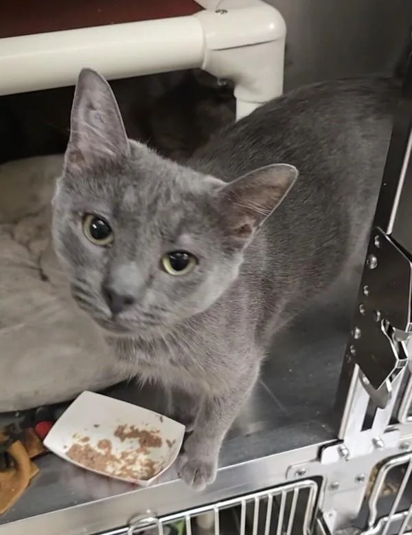 An adult small-sized female Domestic Short Hair cat named Charlie for adoption in Vancouver, WA