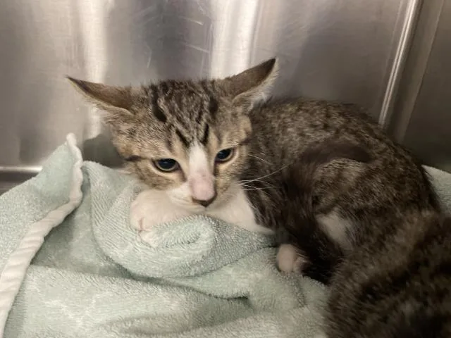 A baby small-sized male Domestic Short Hair cat named Maximus for adoption in Thousand Palms, CA