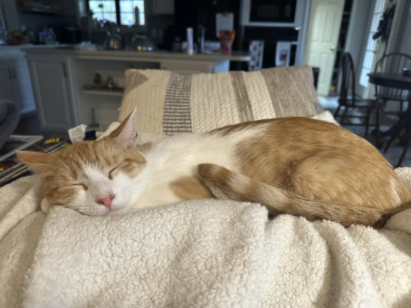 A young medium-sized female Orange & White Domestic Short Hair cat named Davey And Hope for adoption in Granby, CT