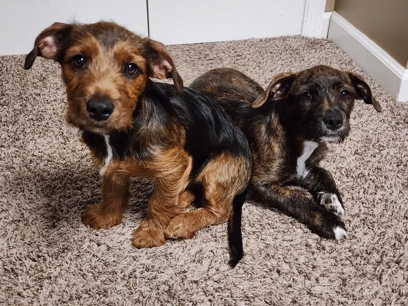 A baby small-sized female Terrier dog named Poppy for adoption in Overland Park, KS
