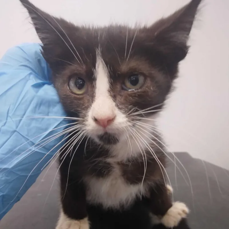 A baby small-sized male Black Domestic Short Hair cat named Water for adoption in Spruce Pine, NC