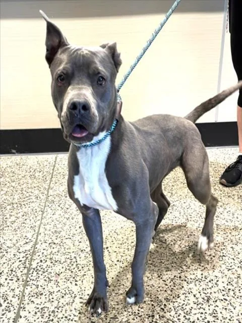 A young medium-sized female Pit Bull Terrier dog named Raya for adoption in Tracy, CA