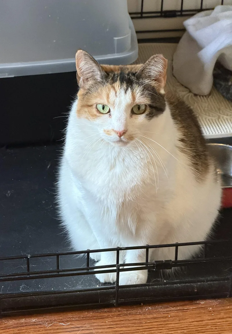 A senior medium-sized female Domestic Short Hair cat named Rumors for adoption in Brooklyn, NY