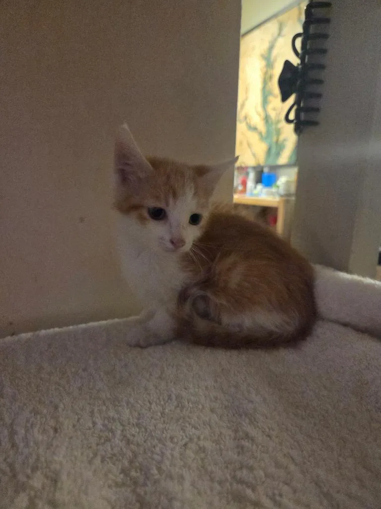 A baby medium-sized male Domestic Short Hair cat named Indian for adoption in Parkville, MD