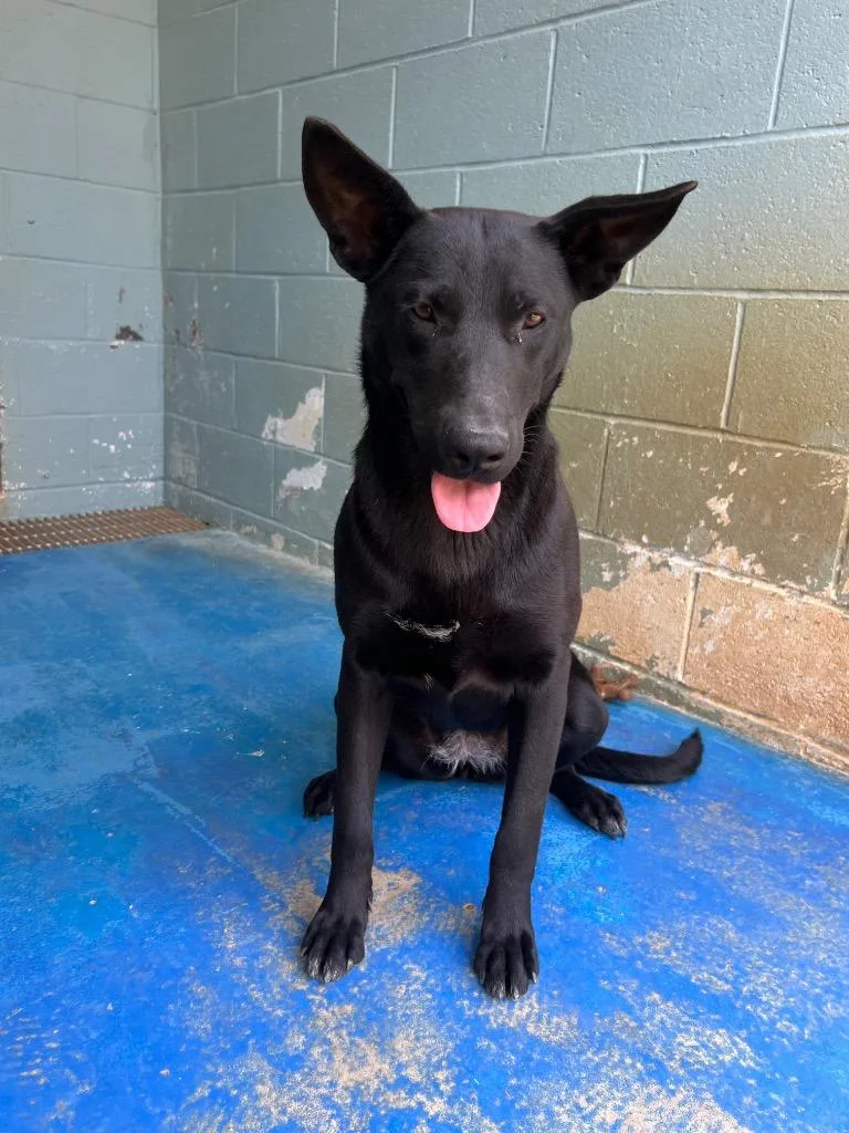 A young medium-sized female German Shepherd Dog dog named Aurora for adoption in Danielsville, GA