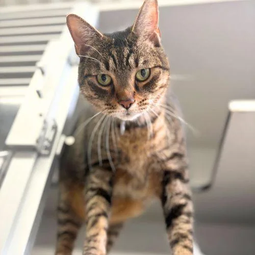 An adult small-sized male Domestic Medium Hair cat named Rajah for adoption in Aurora, CO