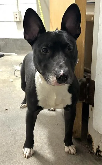 A young small-sized male Bull Terrier dog named Lucas for adoption in Upper Marlboro, MD