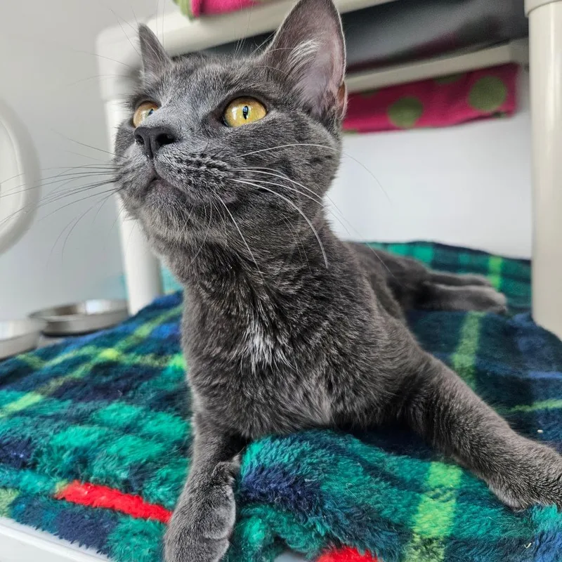 A young medium-sized female Gray / Blue / Silver Domestic Short Hair cat named Ellie for adoption in Warwick, RI