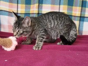 A young medium-sized male Domestic Short Hair cat named Rowan for adoption in Bucyrus, OH
