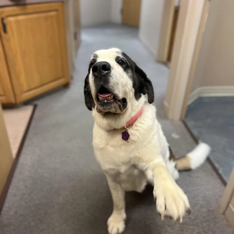 An adult extra large-sized female White / Cream Saint Bernard dog named Maisie for adoption in Omaha, NE