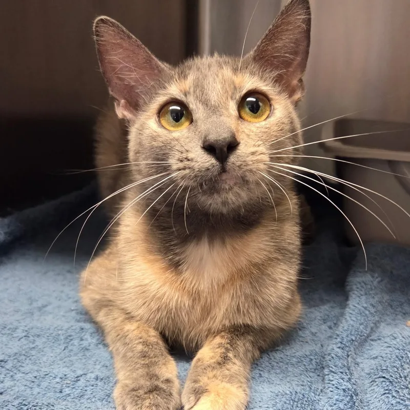 A young medium-sized female Domestic Short Hair cat named Dust Bunny for adoption in Warwick, RI