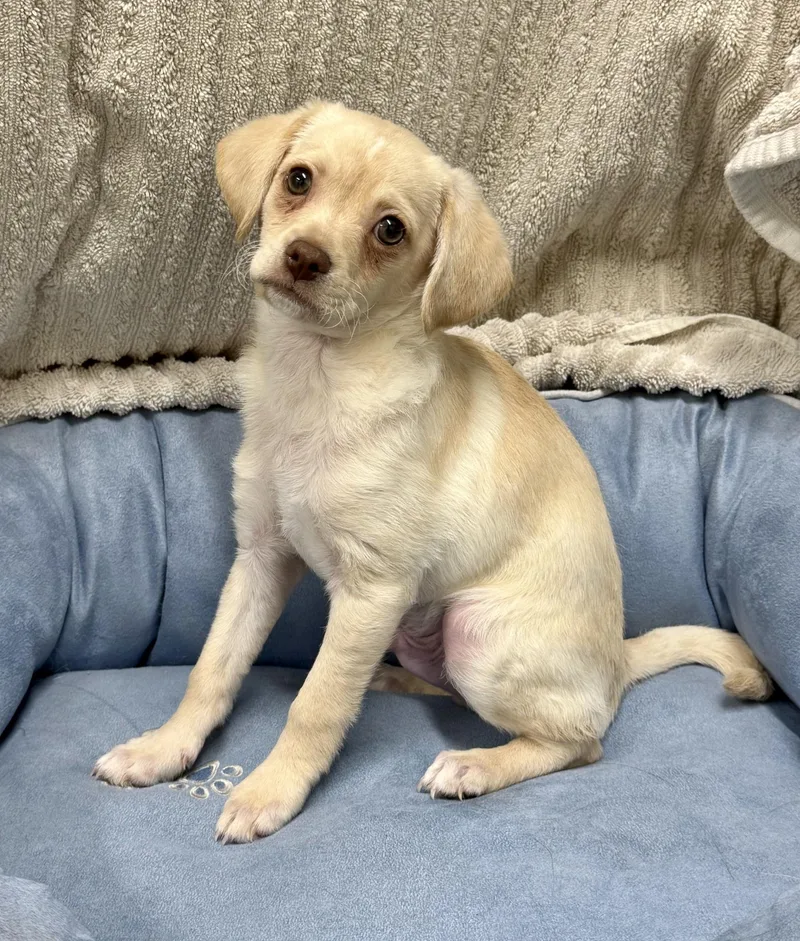 A baby small-sized male Chihuahua dog named Mac for adoption in Los Alamitos, CA