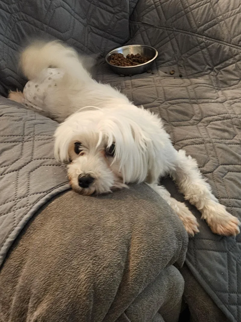 An adult small-sized female White / Cream Maltese dog named Trudy for adoption in Springdale, AR