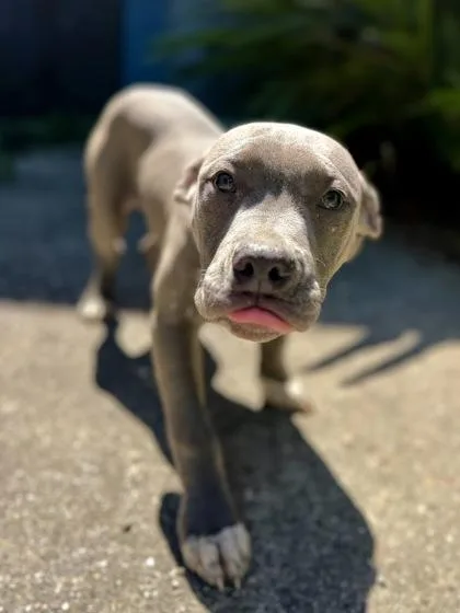 A baby small-sized male Pit Bull Terrier dog named Tate for adoption in New Orleans, LA