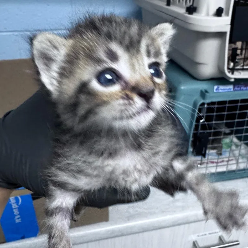 A baby small-sized female Brown / Chocolate Domestic Short Hair cat named Ratatouille for adoption in Riverside, CA