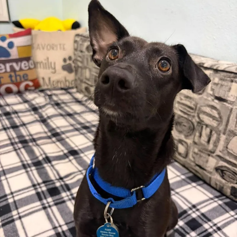 A young small-sized female Black Whippet dog named Luna for adoption in Seminole, FL