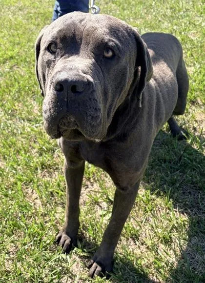 An adult extra large-sized male Cane Corso dog named Xavier Fka Dog for adoption in West Chester, PA