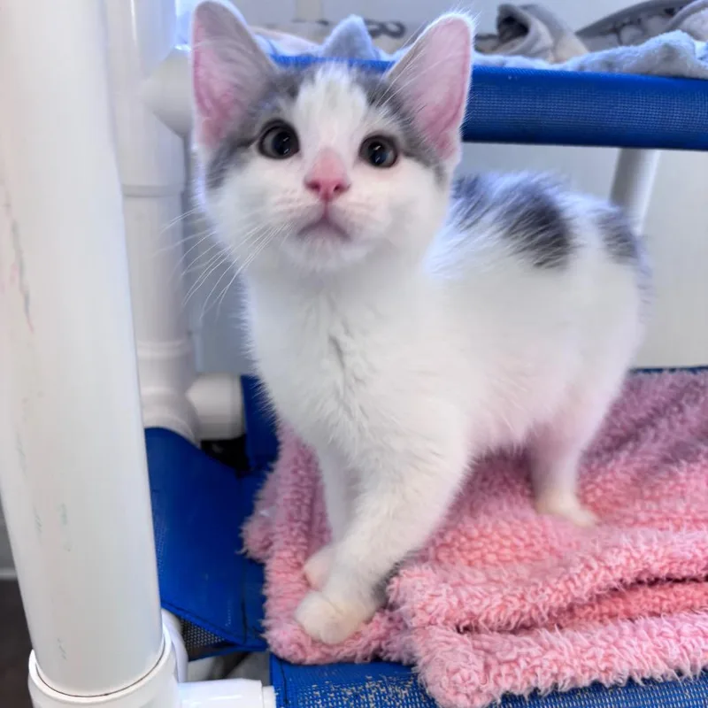 A baby small-sized male Gray / Blue / Silver Domestic Medium Hair cat named Snoopy for adoption in Rock Falls, IL