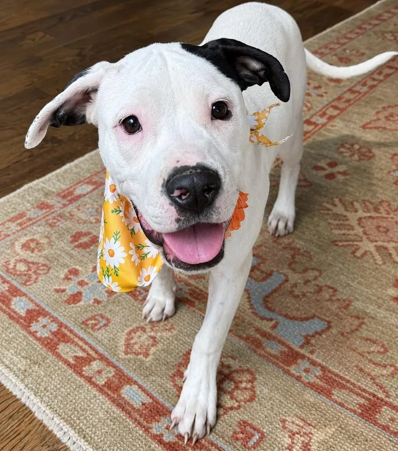 A baby large-sized female American Bulldog dog named MooMoo Local for adoption in Princeton, MA