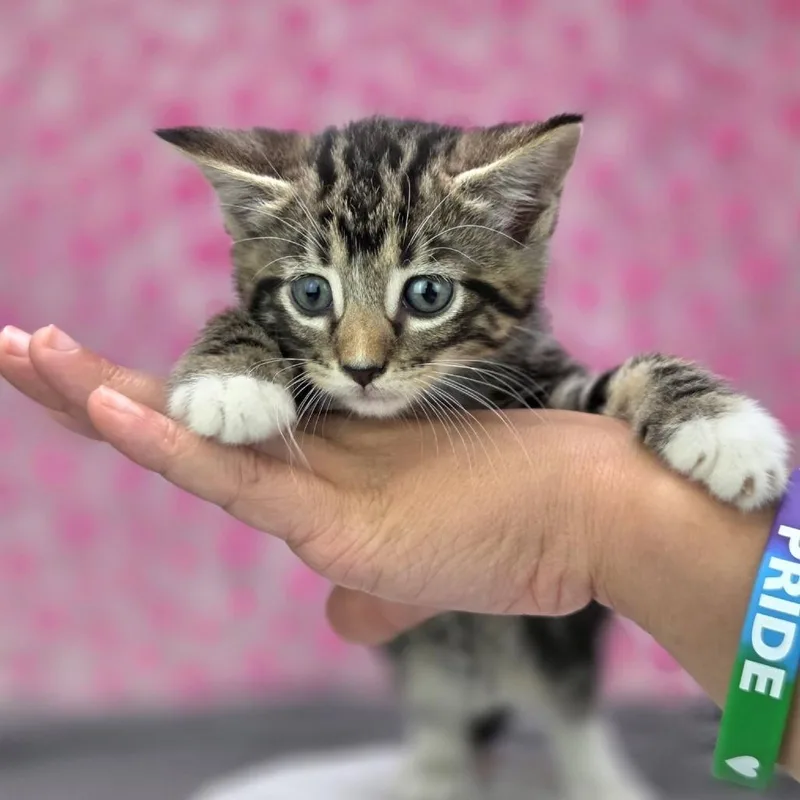 A baby small-sized female Brown / Chocolate Domestic Short Hair cat named TrueC for adoption in East Saint Louis, IL