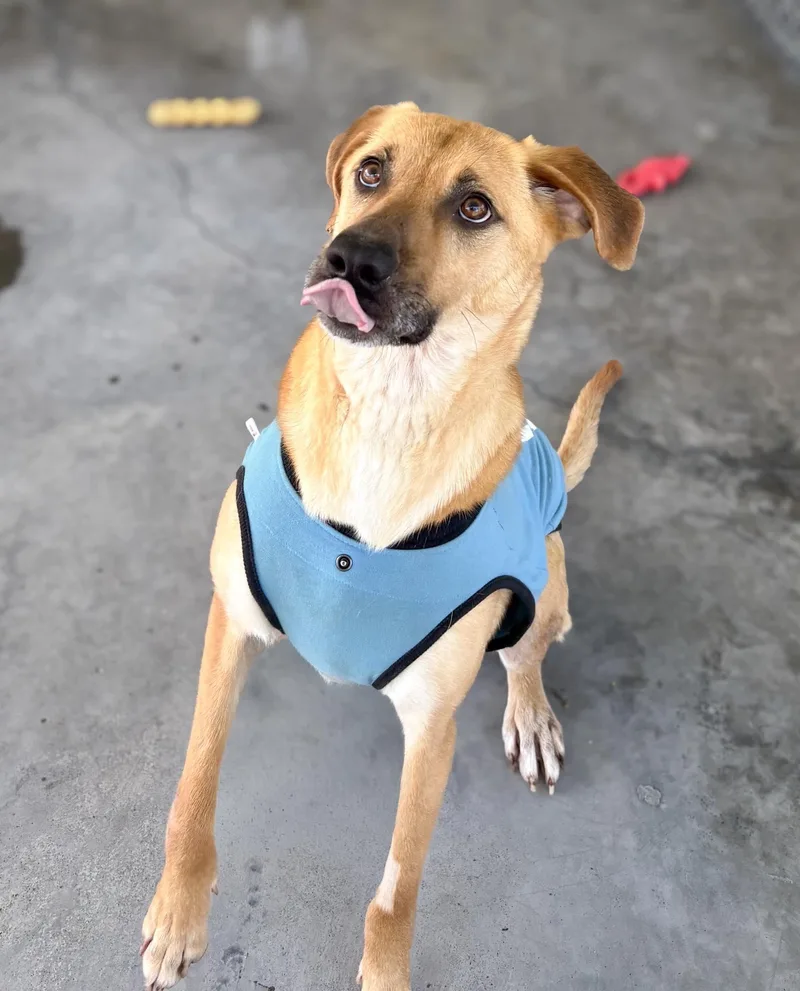 An adult medium-sized female Brown / Chocolate Mixed Breed dog named Chloe for adoption in Norwich, NY