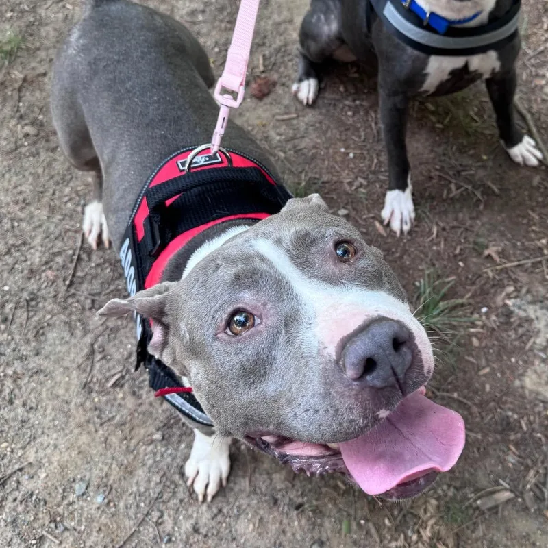 An adult medium-sized female Gray / Blue / Silver Mixed Breed dog named Whale Shark for adoption in Winston-Salem, NC