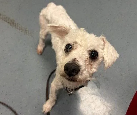 An adult small-sized male Poodle dog named Lemonade for adoption in Fort Collins, CO