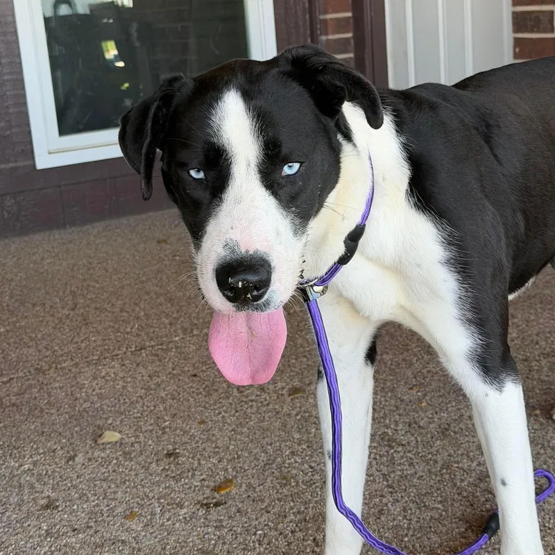 An adult large-sized male Black Great Dane dog named Frank for adoption in Bullard, TX