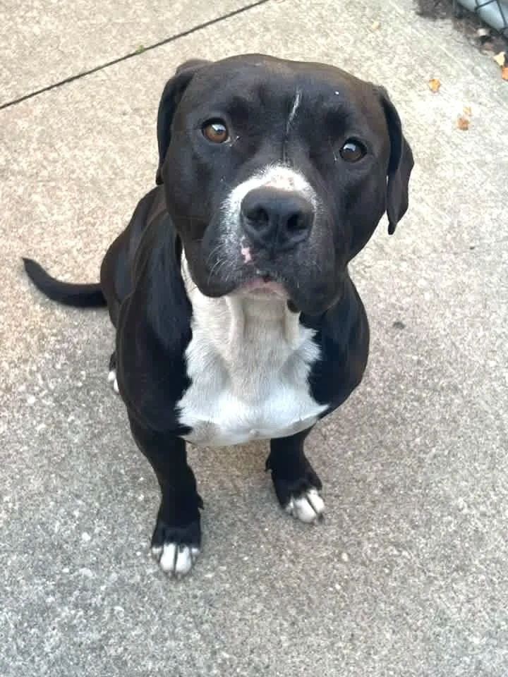 An adult medium-sized male Black Pit Bull Terrier dog named Lamont for adoption in Chicago, IL