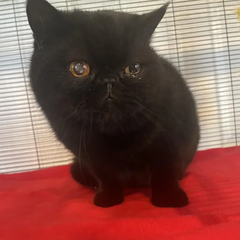 An adult large-sized male Black Domestic Short Hair cat named Samson for adoption in Hanna City, IL