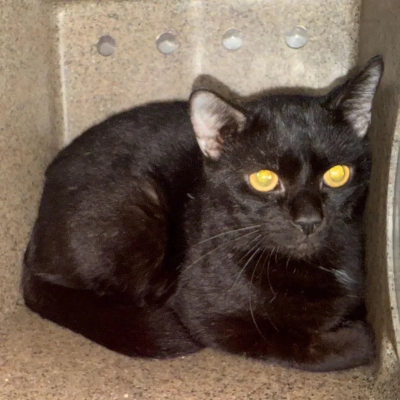 An adult medium-sized male Domestic Short Hair cat named Umbrasyl for adoption in Perkiomenville, PA
