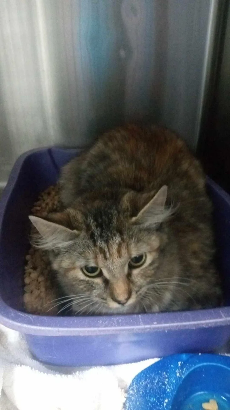 An adult medium-sized female Tabby (Brown / Chocolate) Domestic Medium Hair cat named Rat for adoption in Burgaw, NC