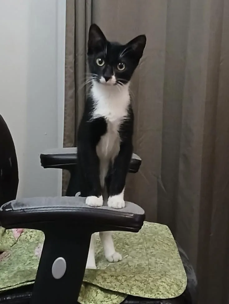 A baby small-sized male Domestic Short Hair cat named Gronk for adoption in Orlando, FL