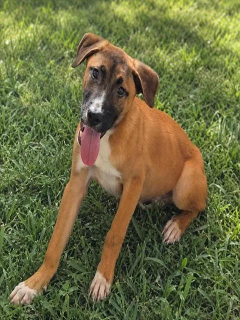 A young medium-sized male German Shepherd Dog dog named Mallard for adoption in Wylie, TX
