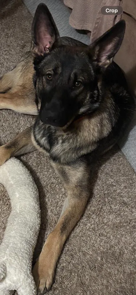 A young large-sized female Brindle German Shepherd Dog dog named Luna for adoption in Shingle Springs, CA