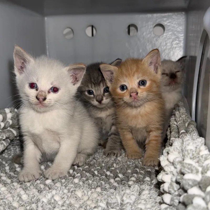 A baby small-sized male Gray / Blue / Silver Domestic Short Hair cat named Connor for adoption in Simi Valley, CA