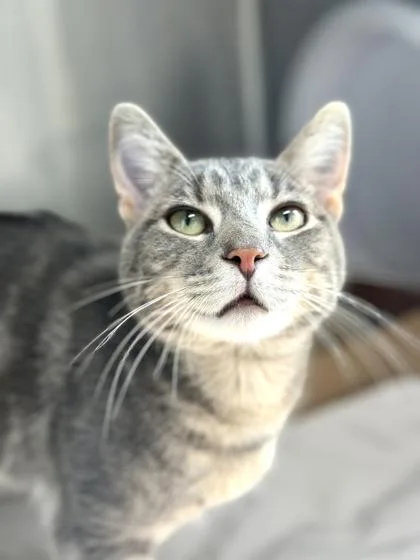 An adult small-sized male Domestic Short Hair cat named Twin Dragon for adoption in West Chester, PA